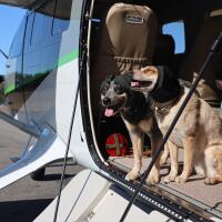 Hundegehörschutz Rex Specs Ear Pro sorgt auch bei Reisen in lauten Umgebungen, wie im Flugzeug oder der Bahn, für den richtigen Gehörschutz bei Ihrem Hund.