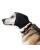 Hundegehörschutz Rex Specs Ear Pro ist auch für aktive Hunde geeignet und bleibt selbst bei schnellen Richtungswechseln an Ort und Stelle.