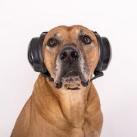 Dog hearing protection - MuttMuffs